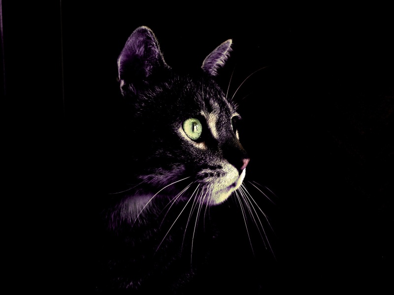¿Por qué los gatos pueden ver en la oscuridad?