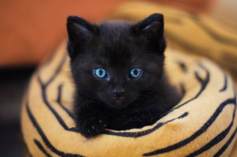 cebolla Rechazo Discriminar Por qué los gatos bebés lloran mucho?