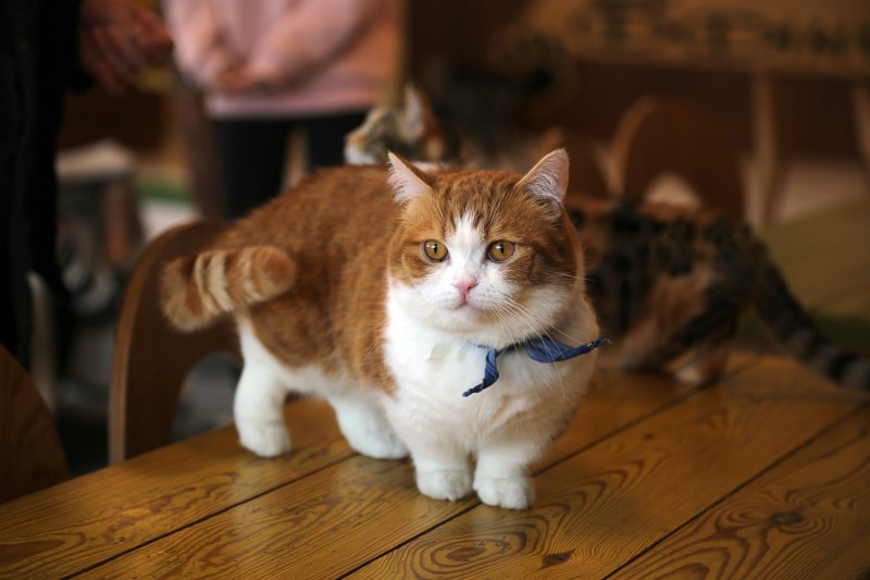 Por qué los gatos mueven la cola