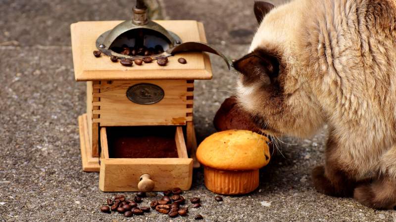 Por qué los gatos no pueden comer chocolate