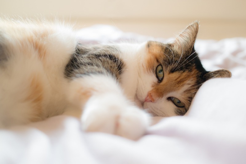 Por qué los gatos se orinan en la cama