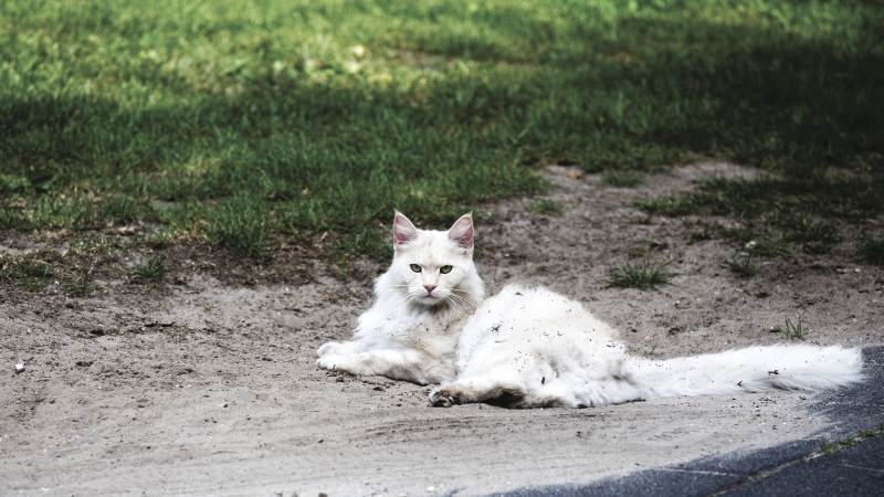 Por qué los gatos se revuelcan en la tierra