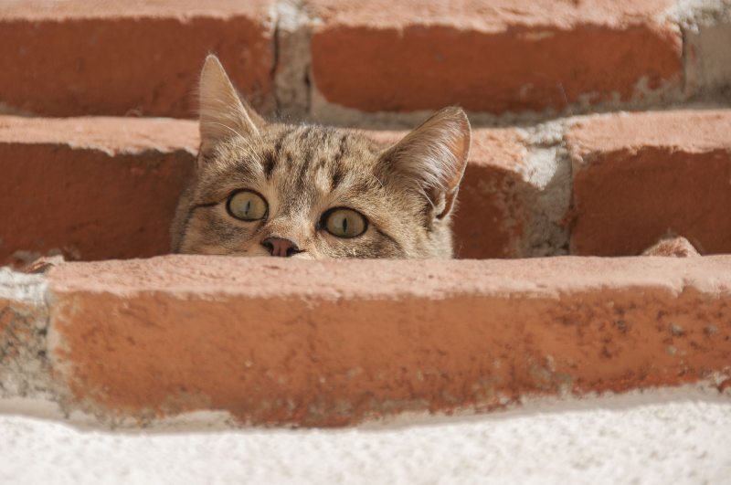 ¿Por qué los gatos son curiosos?